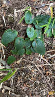 Image of Ourisia coccinea subsp. coccinea