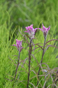 Image of Castilleja rubra (Drob.) Rebr.