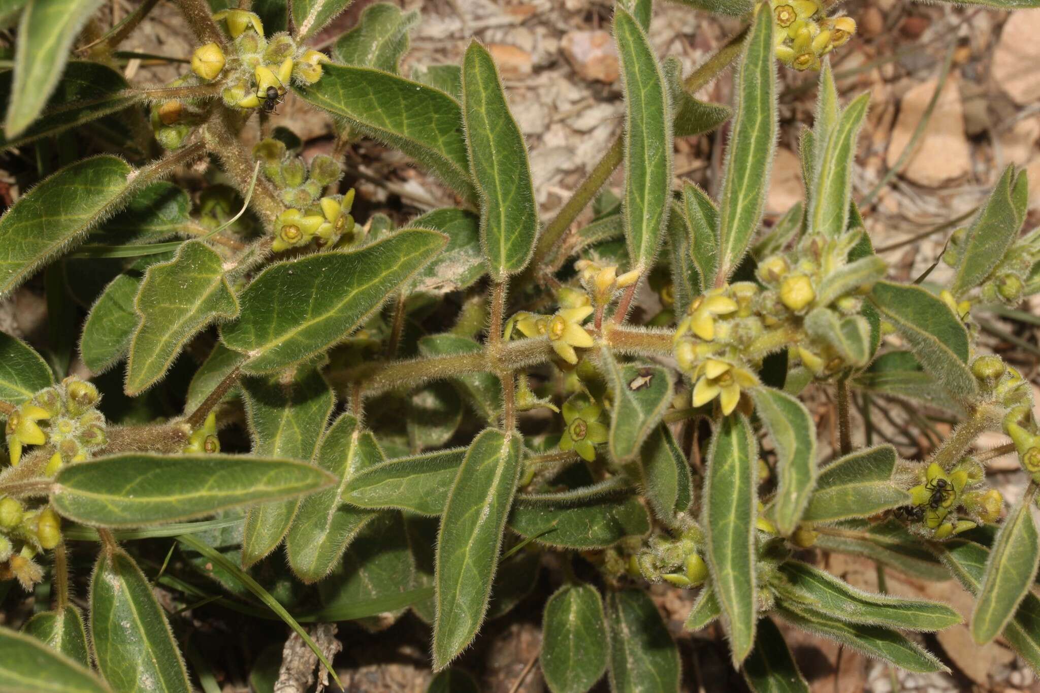 Sivun Matelea boliviana G. Morillo kuva