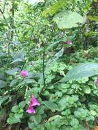 Image of Strobilanthes hamiltoniana (Steudel) J. Bosser & H. Heine