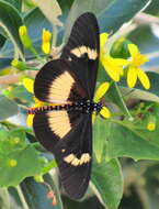 Image of Acraea aganice aganice