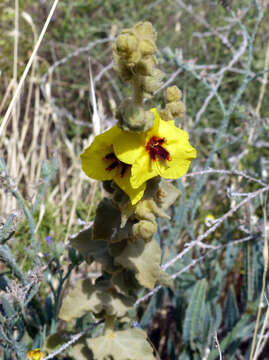 Image of Verbascum fruticulosum Post