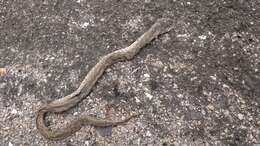 Image of Vipera latastei gaditana Saint Girons 1977