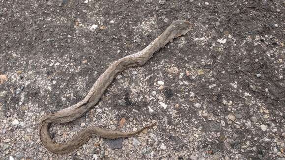 Image of Vipera latastei gaditana Saint Girons 1977