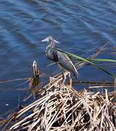 Image of Tricolored Heron