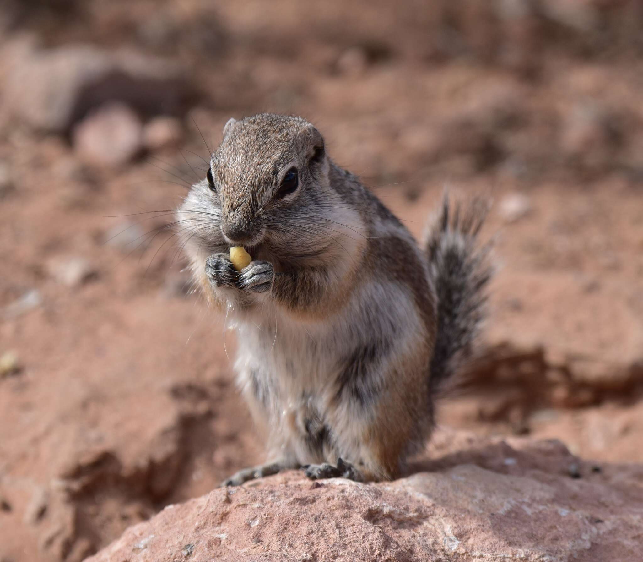 Image of white-tailed antelope squirrel