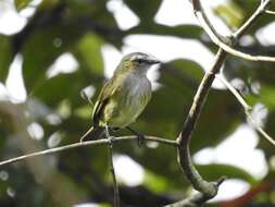 Image of Guatemalan Tyrannulet