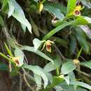 Image of Coelogyne ovalis Lindl.