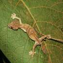 Image of Uroplatus finiavana Ratsoavina, Louis Jr., Crottini, Randrianiaina, Glaw & Vences 2011