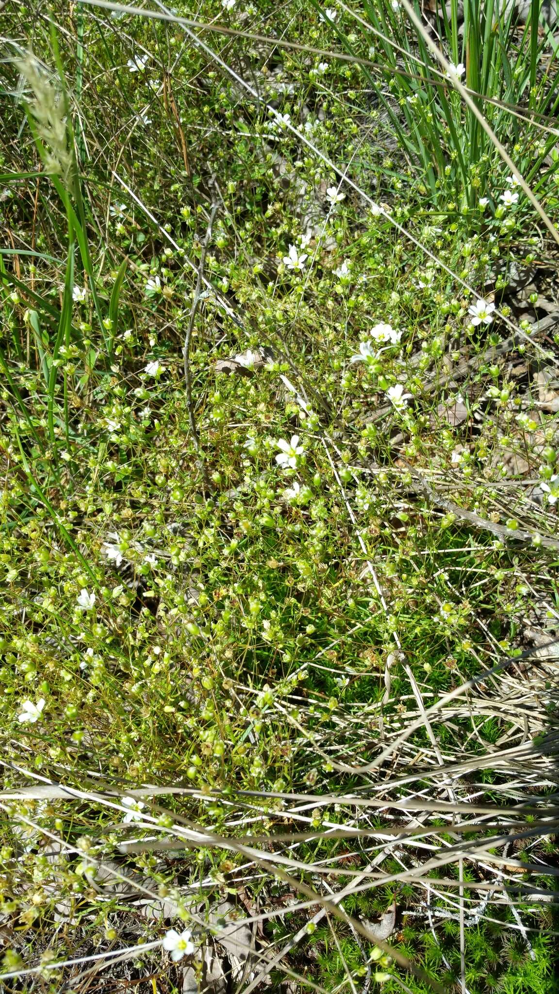 Plancia ëd Mononeuria glabra (Michx.) Dillenb. & Kadereit