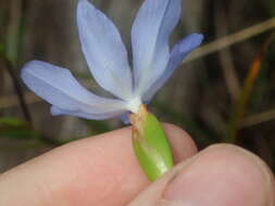 Orthrosanthus polystachyus Benth.的图像
