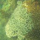 Image of Cactus Coral