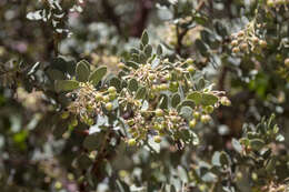 Image of pinkbracted manzanita