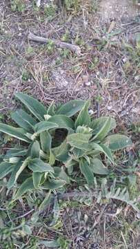 Image of Phlomis herba-venti subsp. pungens (Willd.) Maire ex De Filipps