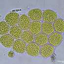 صورة Pseudopediastrum integrum