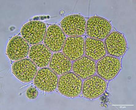 Image of Pseudopediastrum integrum