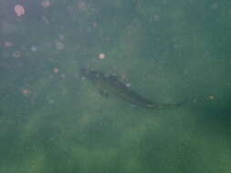 Image of Green Sturgeon