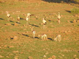 Image of Mountain Gazelle