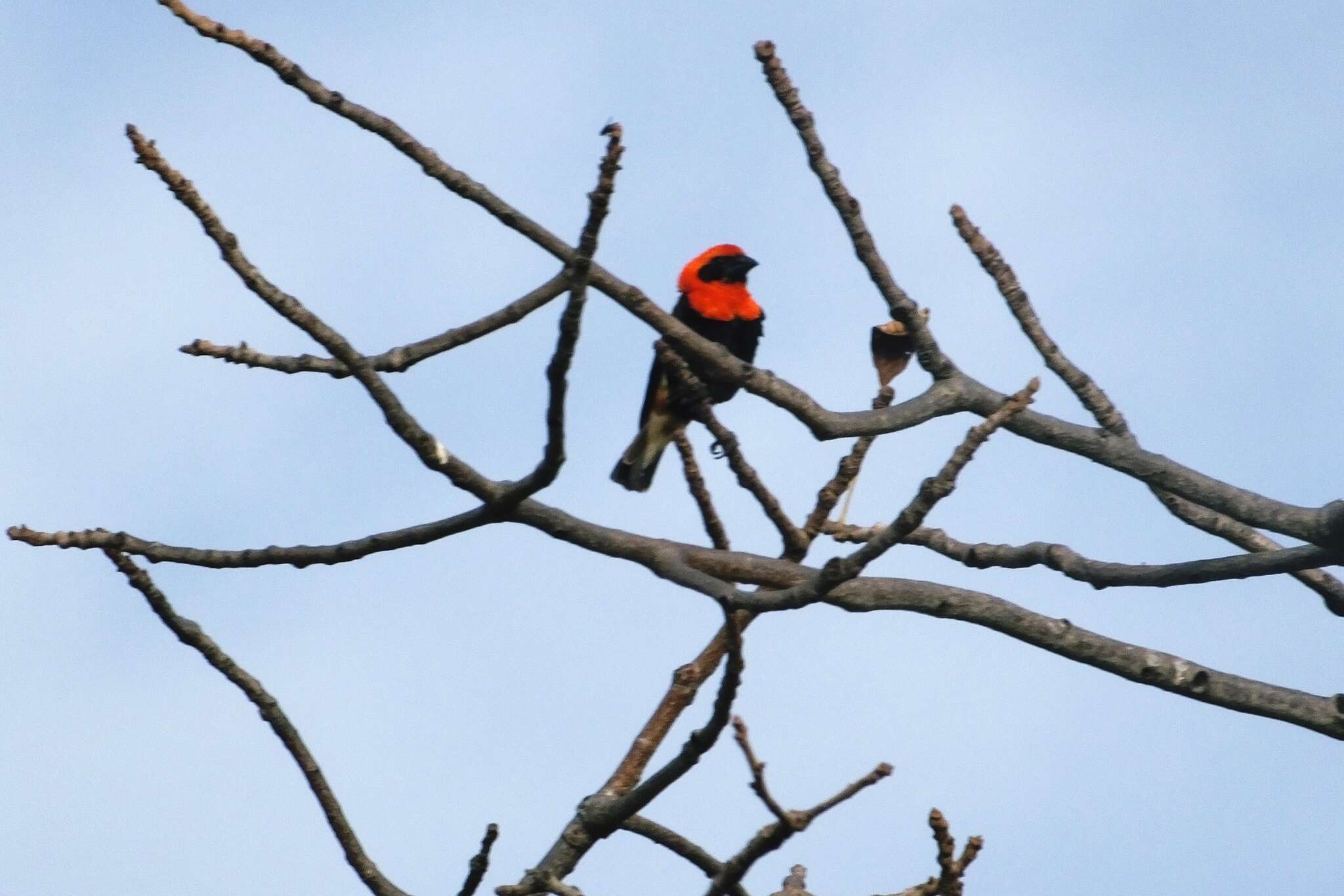 Image of Black-winged Bishop