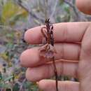 Image de Epidendrum orchidiflorum Salzm. ex Lindl.