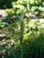 Plancia ëd Sesleria alba Sm.