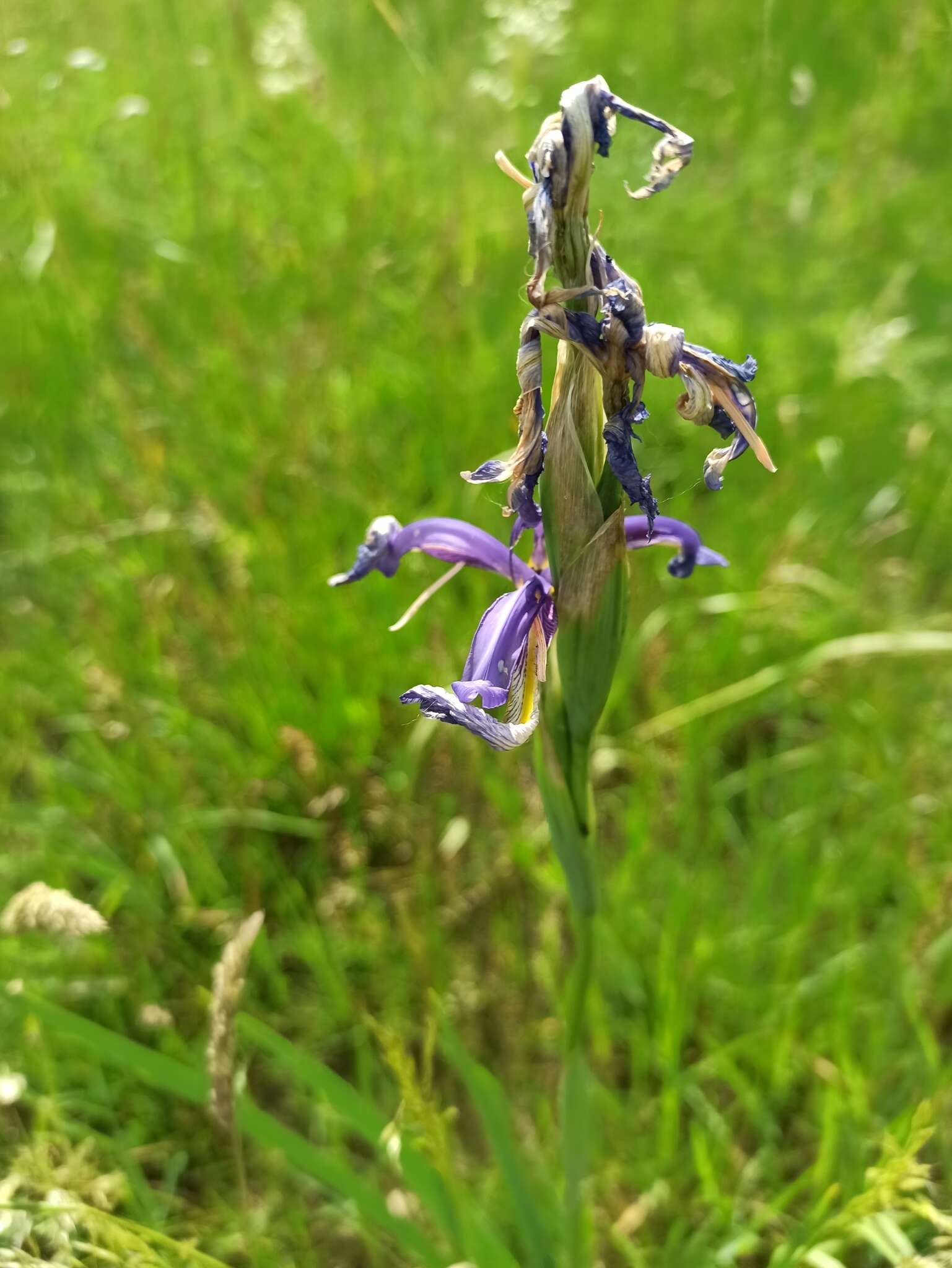 Image of Blue Iris