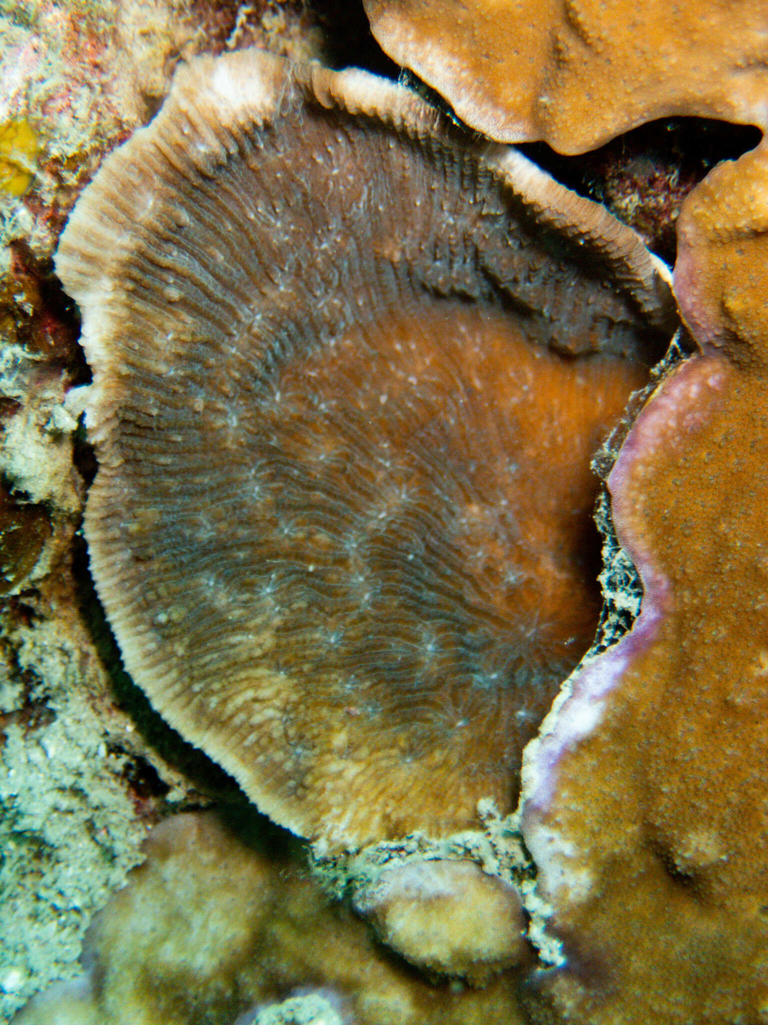 Image of bracket coral