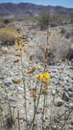 Plancia ëd Hoffmannseggia microphylla Torr.