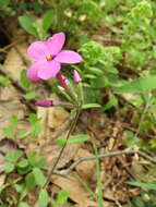 Image of creeping phlox