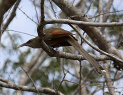 Image of Cuban Lizard-cuckoo