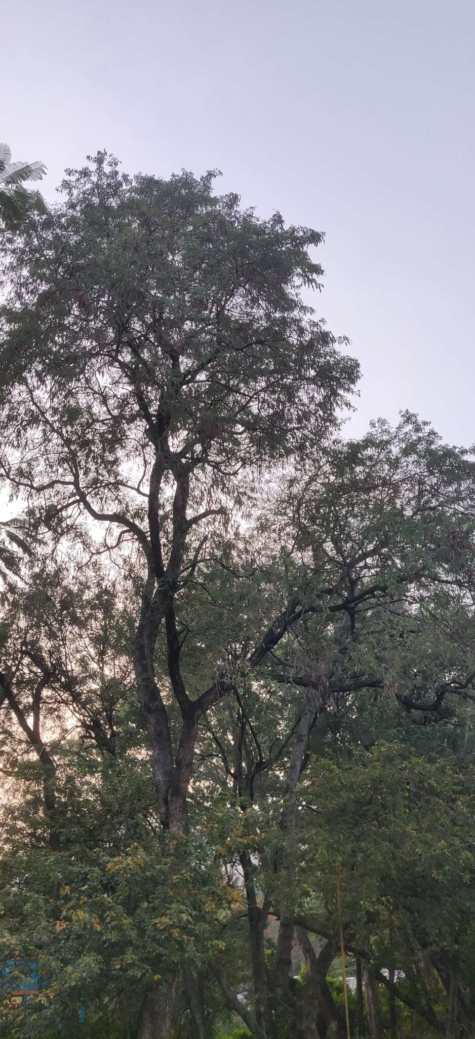 Image of Albizia amara (Roxb.) B. Boivin