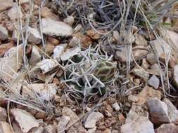 Sivun Pediocactus peeblesianus subsp. fickeiseniorum (L. D. Benson) Lüthy kuva