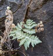 Sivun Pentagramma pallida (Weath.) Yatskievych, Windham & Wollenweber kuva