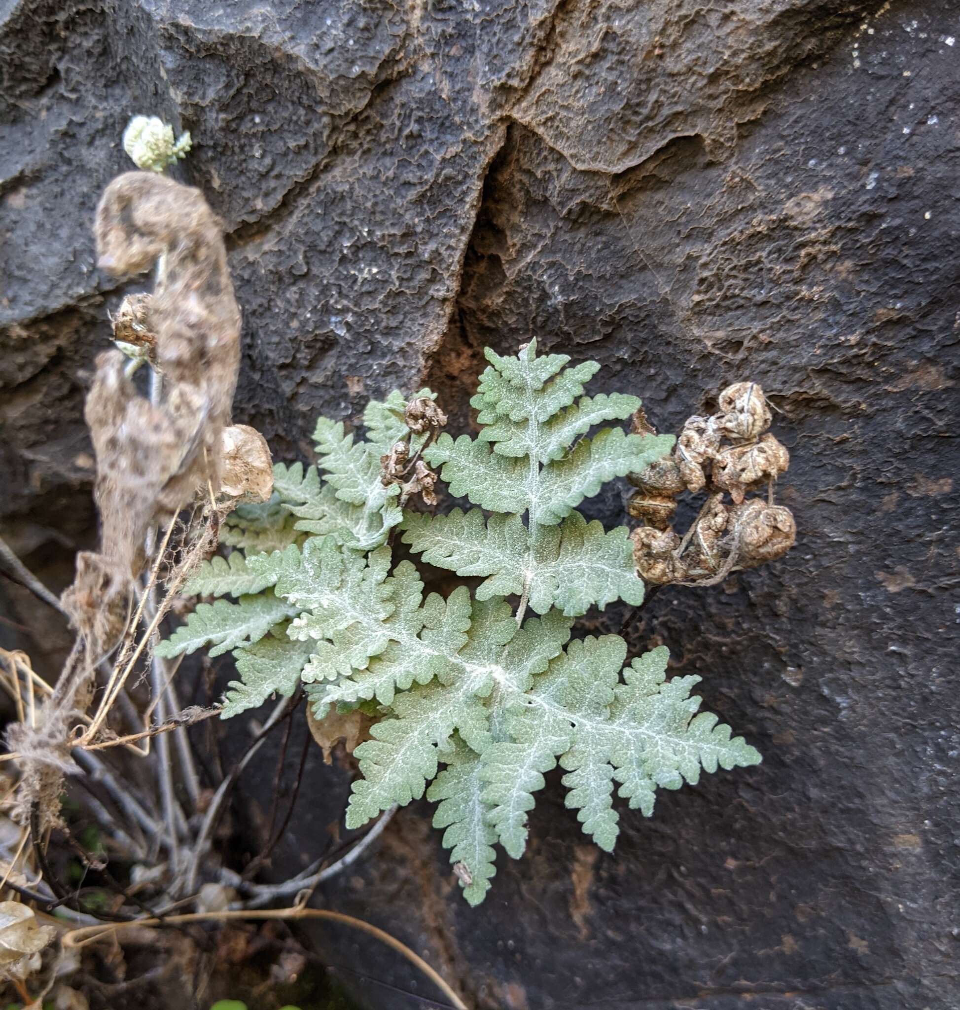 Sivun Pentagramma pallida (Weath.) Yatskievych, Windham & Wollenweber kuva