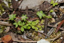 Plancia ëd Galium minutulum Jord.