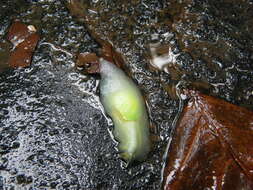 Image of <i>Gaeotis nigrolineata</i>