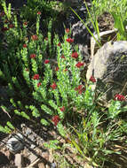 Image of ledge stonecrop