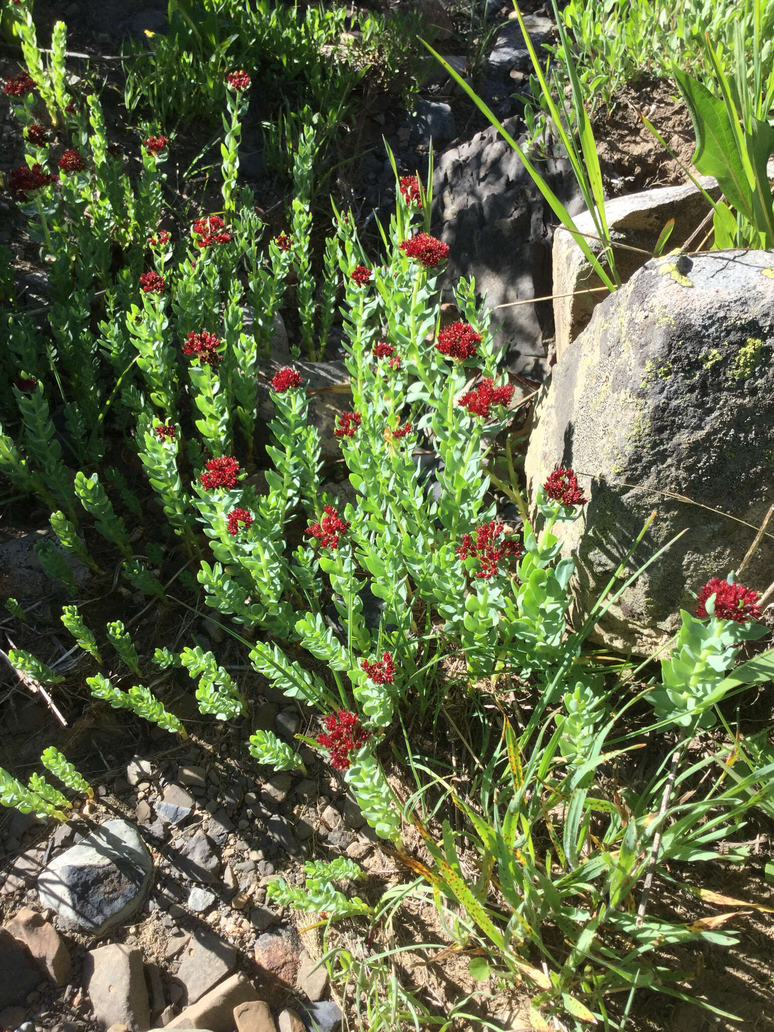 Image of ledge stonecrop