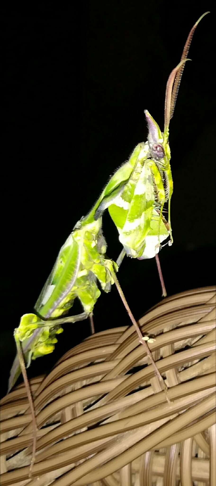 Image of giant devil's flower mantis