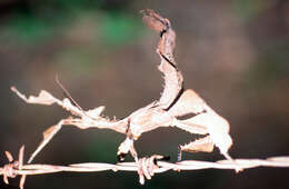 Image of Extatosoma tiaratum (Macleay & W. S. 1826)