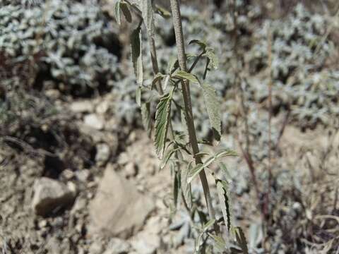 Image of Nepeta cyanea Steven