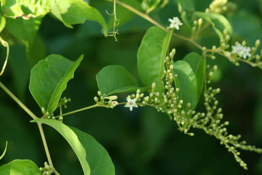 Image of American buckwheat vine