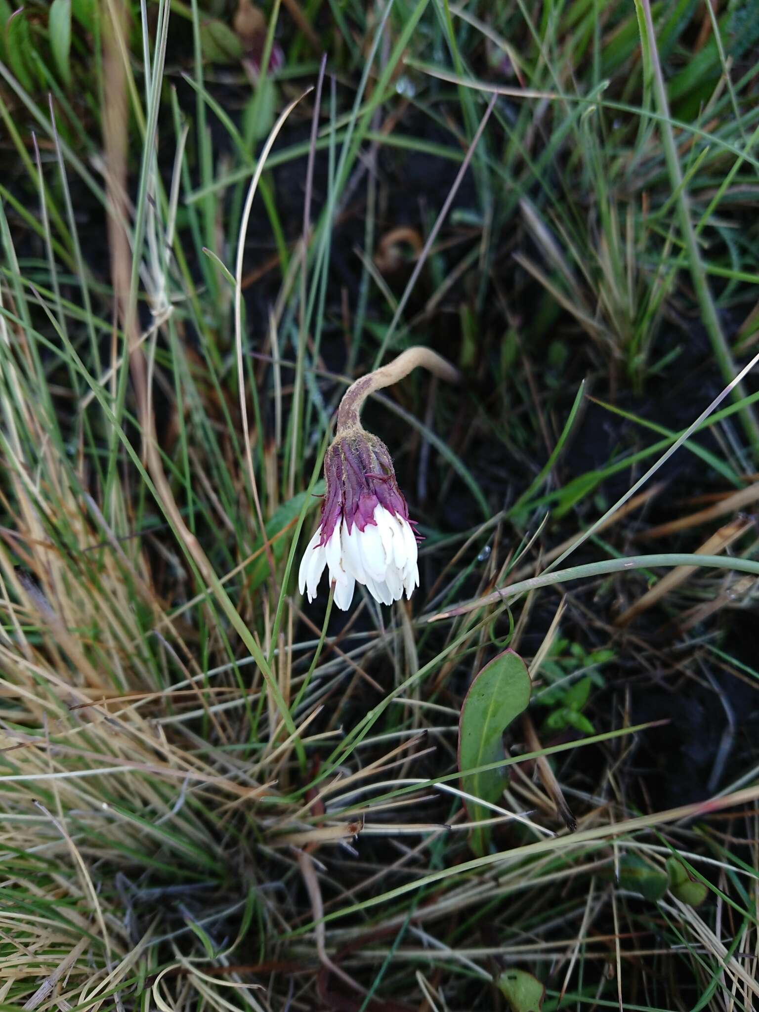 Image of Gerbera galpinii Klatt