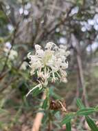 Image of Pimelea linifolia subsp. linifolia