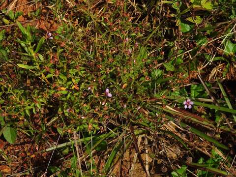 Слика од Acisanthera uniflora (Vahl) Gleason