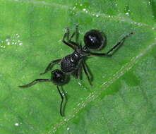 صورة Polyrhachis furcata Smith 1858