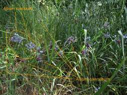 Image of Allium caeruleum Pall.