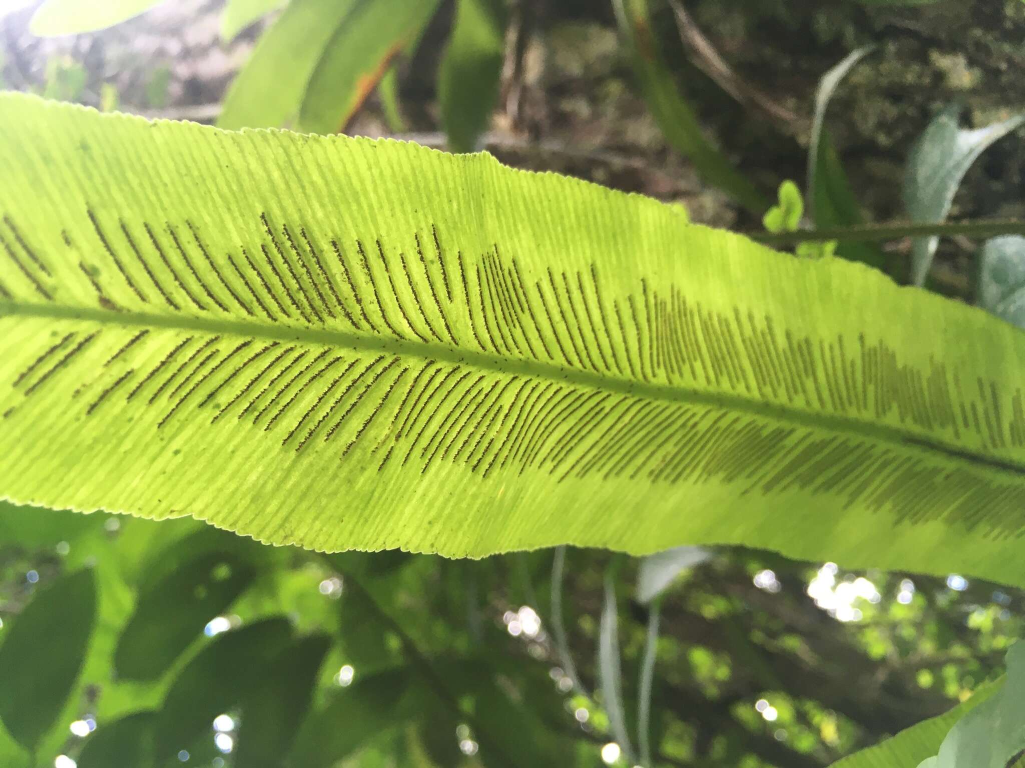 Sivun Asplenium serratum L. kuva