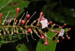 Sivun Gonzalagunia rosea Standl. kuva