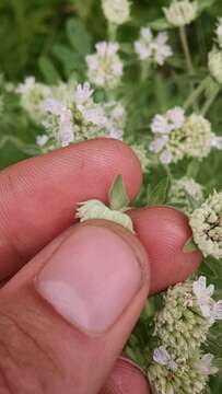 Imagem de Pycnanthemum verticillatum var. pilosum (Nutt.) Cooperr.